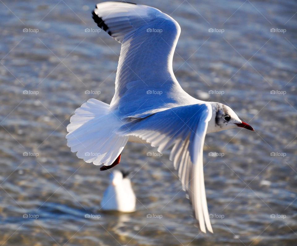 Seagull flying over sea