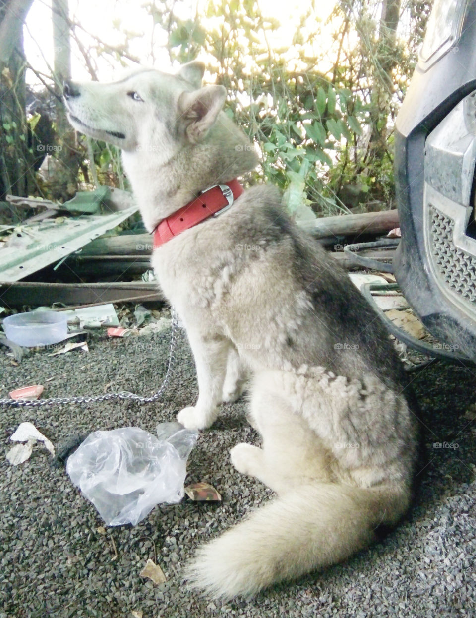 Dog photos,attractive dog photos,a natural photo of a dog,a good dog image,a dog of Indian breed,a great photo of a great dog,a great picture for you,a great picture of a dog,true color photo of a dog,best and natural dog picture for you