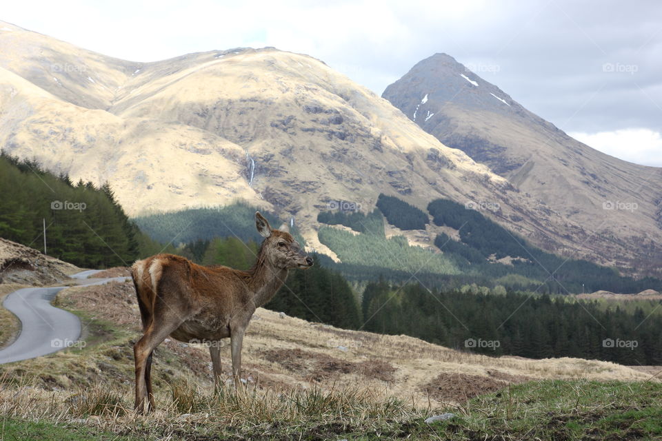 Deer in a Scottish Highland glen