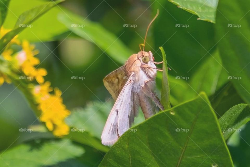 Corn Earworm Moth (Helicoverpa zea). Raleigh, North Carolina. 