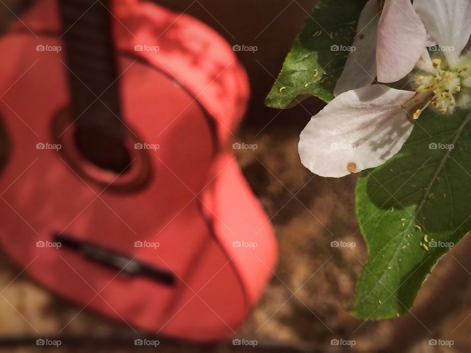guitar behind the flower. a guitar behind a flower in the garden
