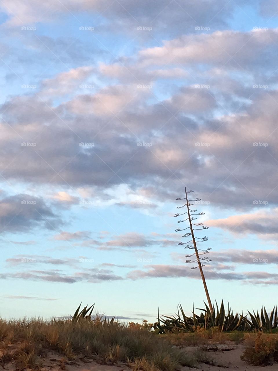 Stark, single tilting tree at sunrise, minimalist, space for text 