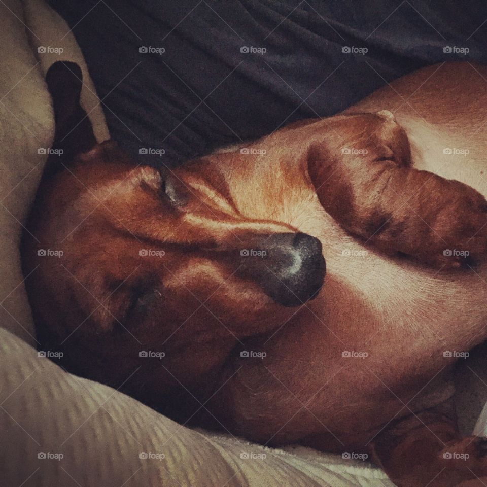 Sleepy sausage dog/Dachshund!