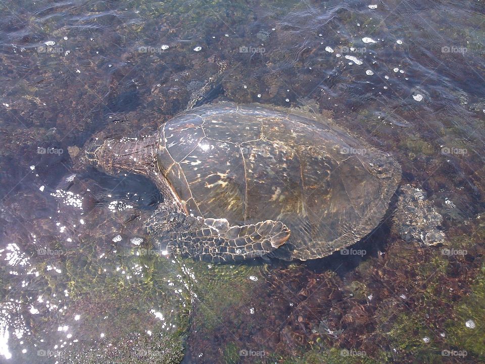 Hawaiian Sea Turtle. Another photo from my turtle photoshoot