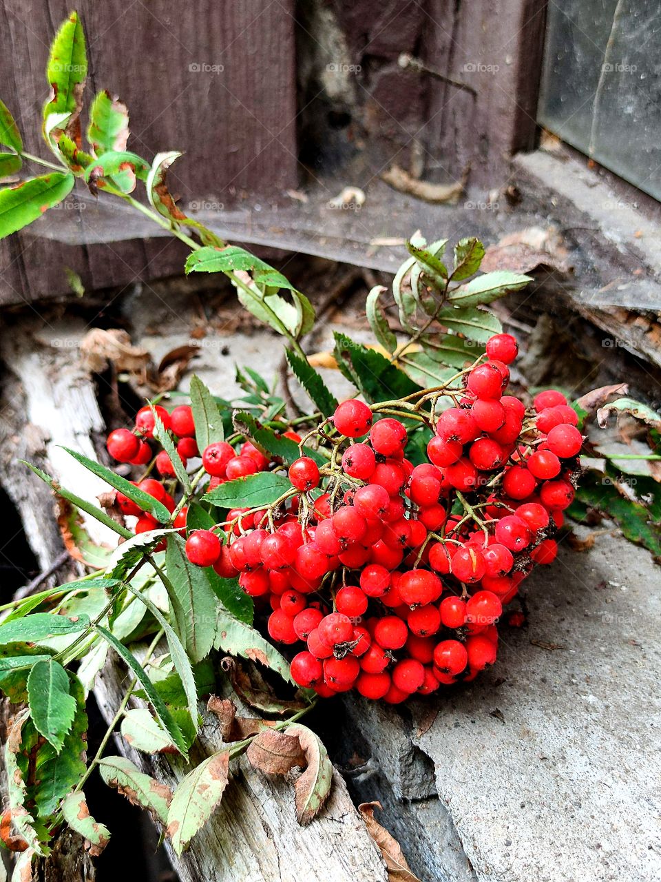 Rowan branch on an old wooden window. Red rowan berries.  Cobweb on the window