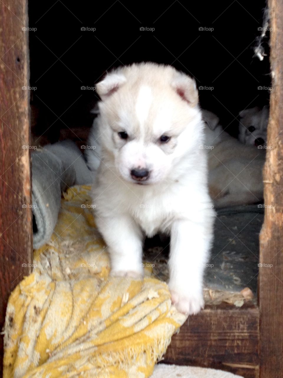 The world is better with puppies