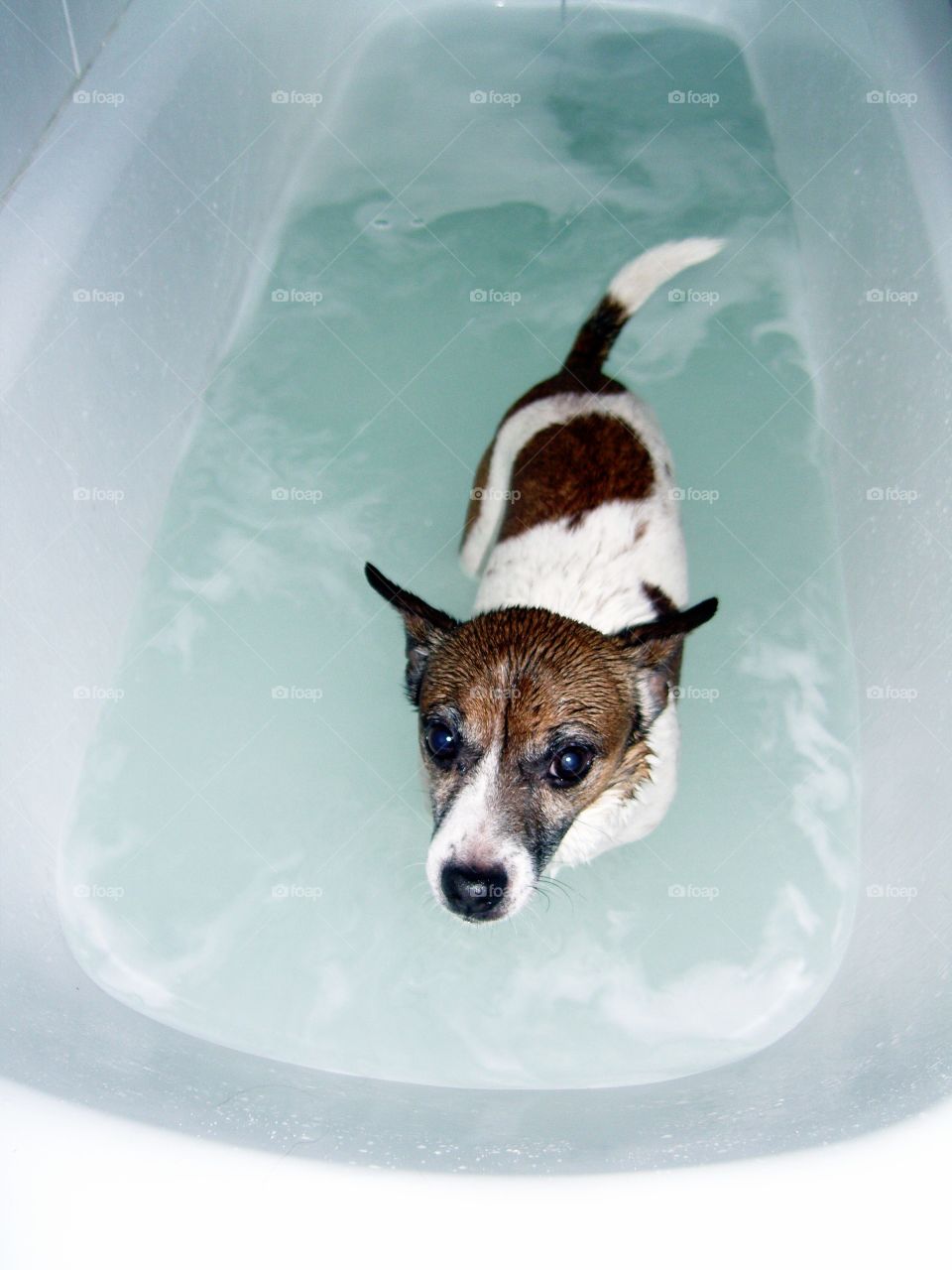 High angle view of wet dog standing in bathtub
