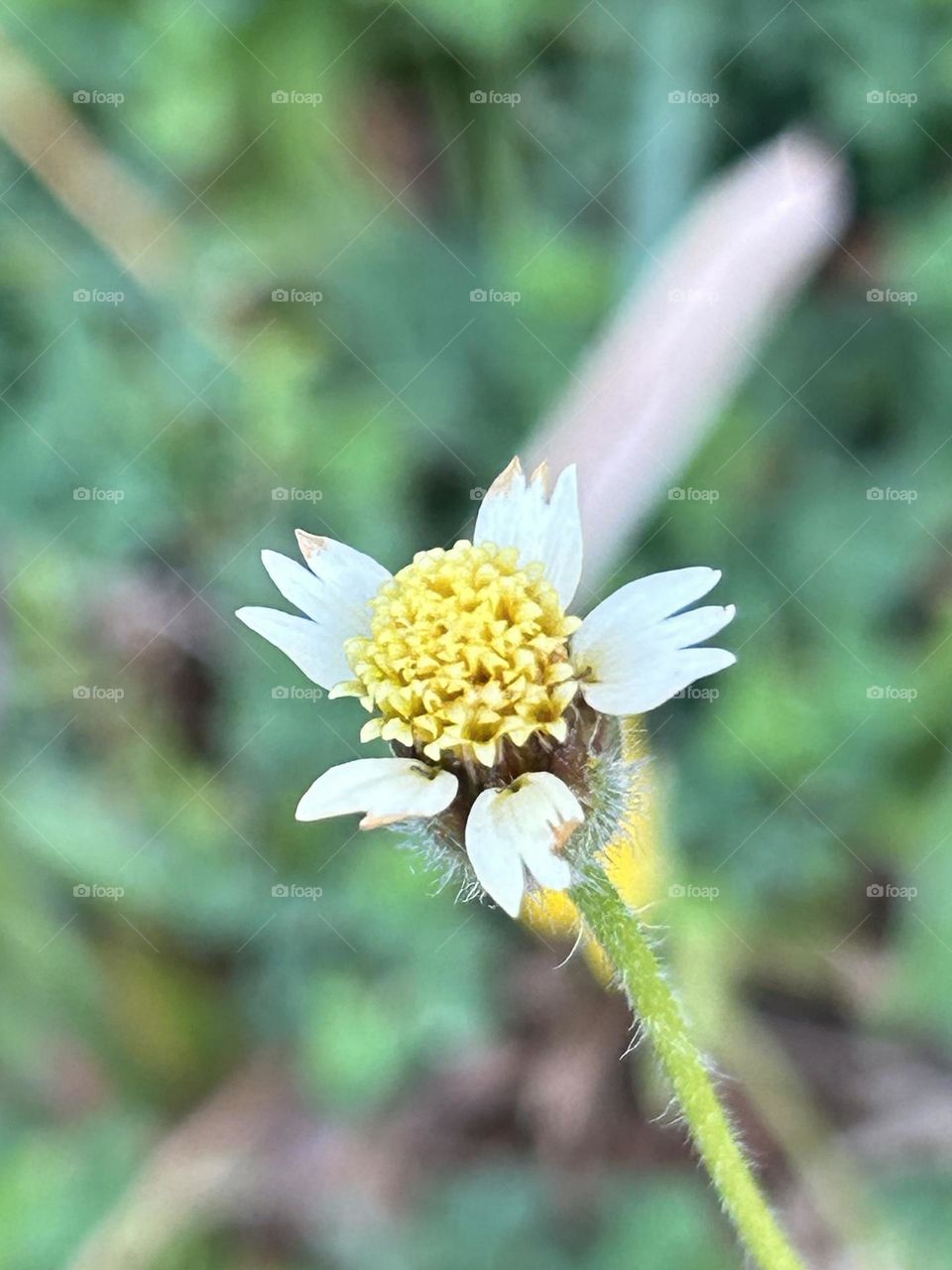 Small flower look as  coat button  and scientific name :Tridax procumbens or Tridax Daisy