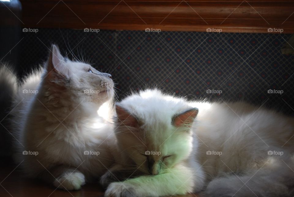 Ragdoll cats in sunshine