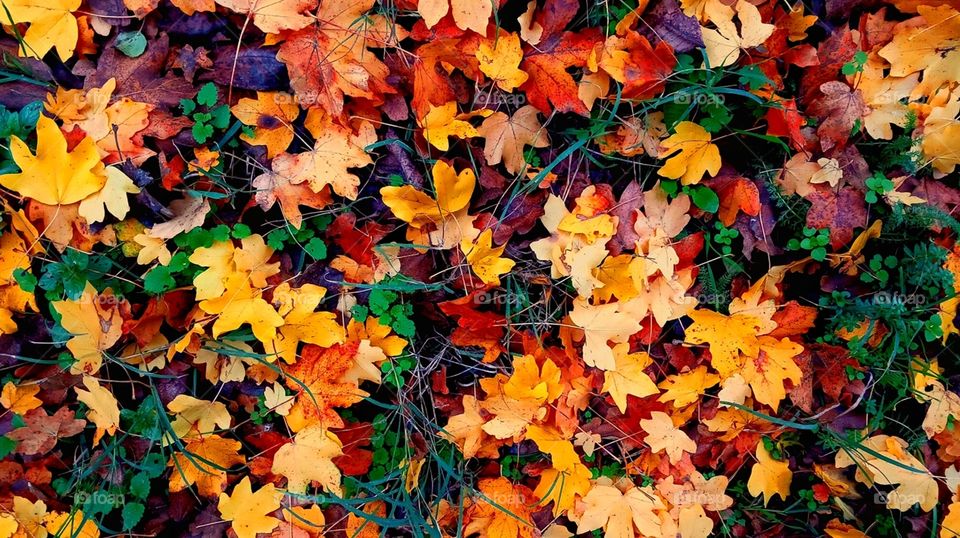 Colorful autumn is coming to an end