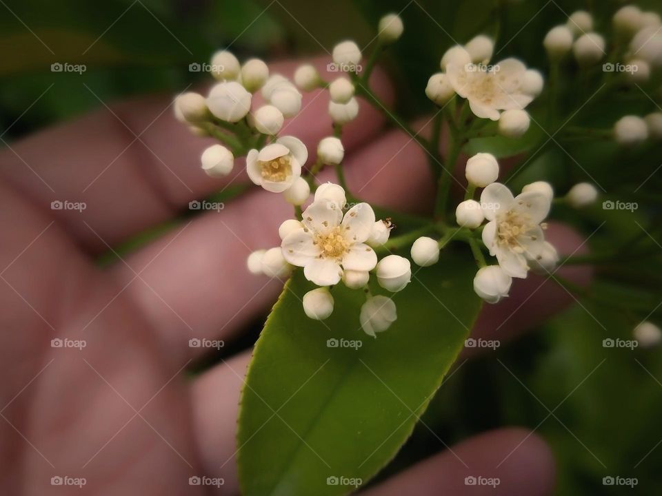 A Hand holding Red Tipped Photinia Blossoms & Buds in Spring