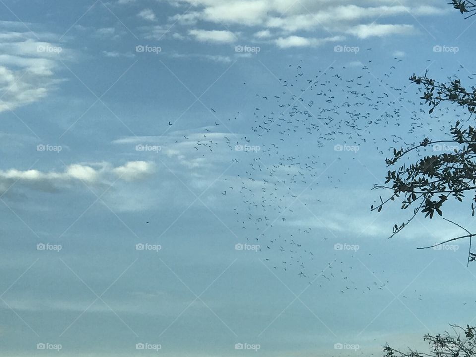 Migrating birds