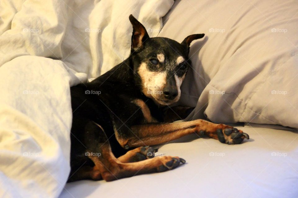 Too comfy in mommy's bed to get up