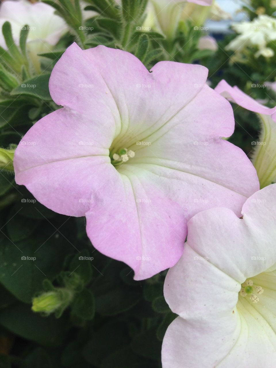 Flowers on my front stoop in the spring 