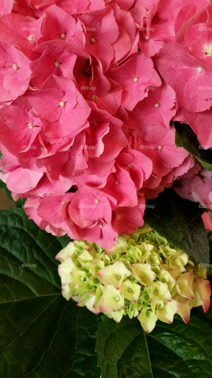 Hydrangeas