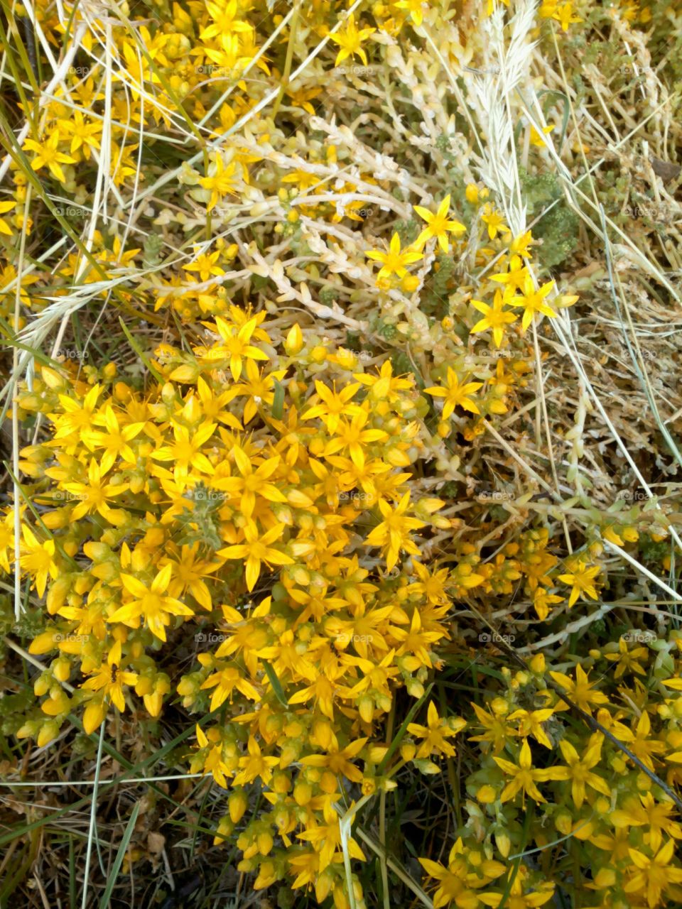 Nature, Flora, Leaf, Flower, Season