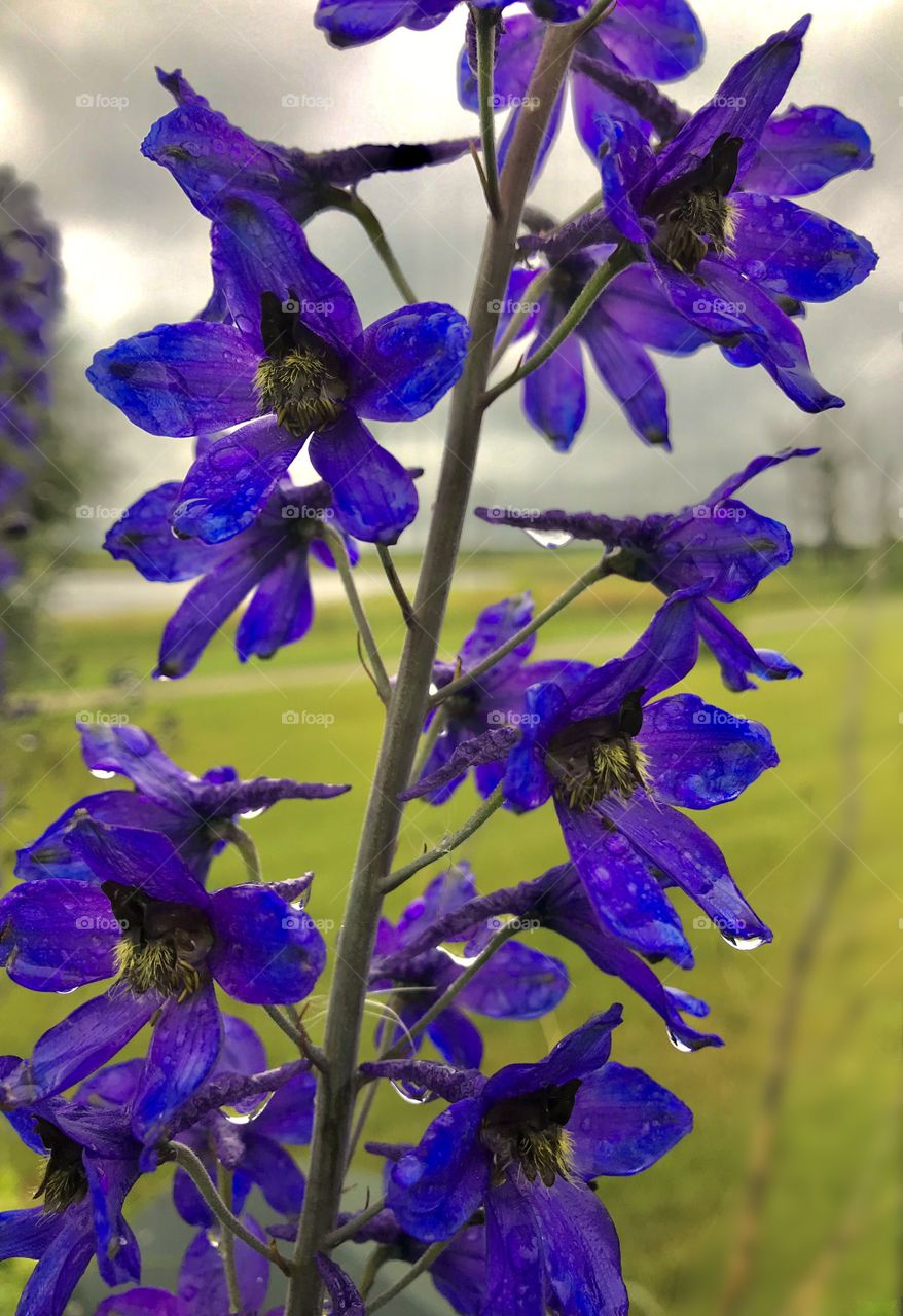 Prince Albert, SK, CA.  Raindrops on purple flowers