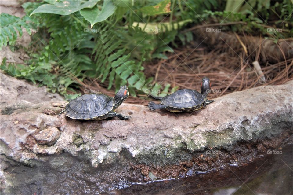 Two turtles