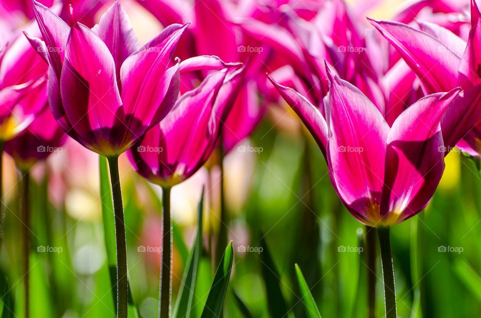 Tulips blooming in spring keukenhof