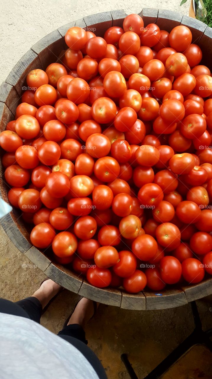 Bucket full of Toms