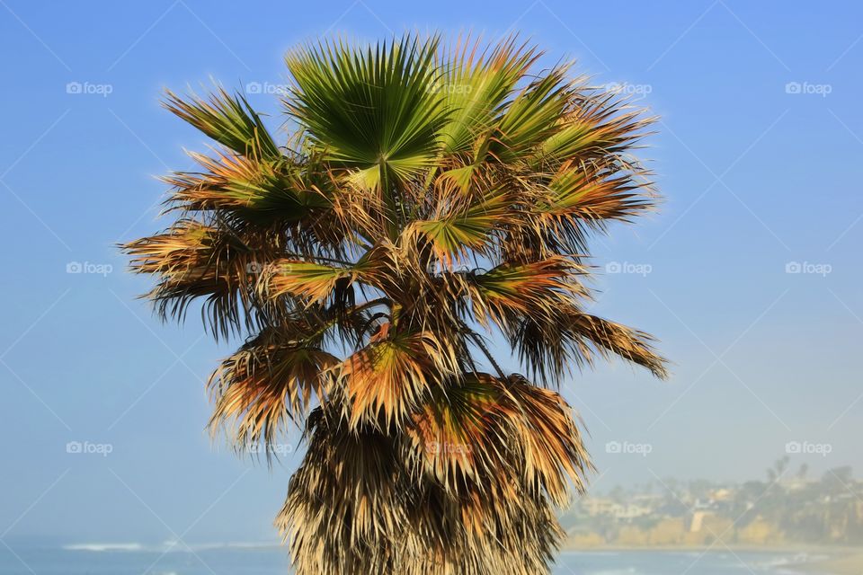 Mexican palm