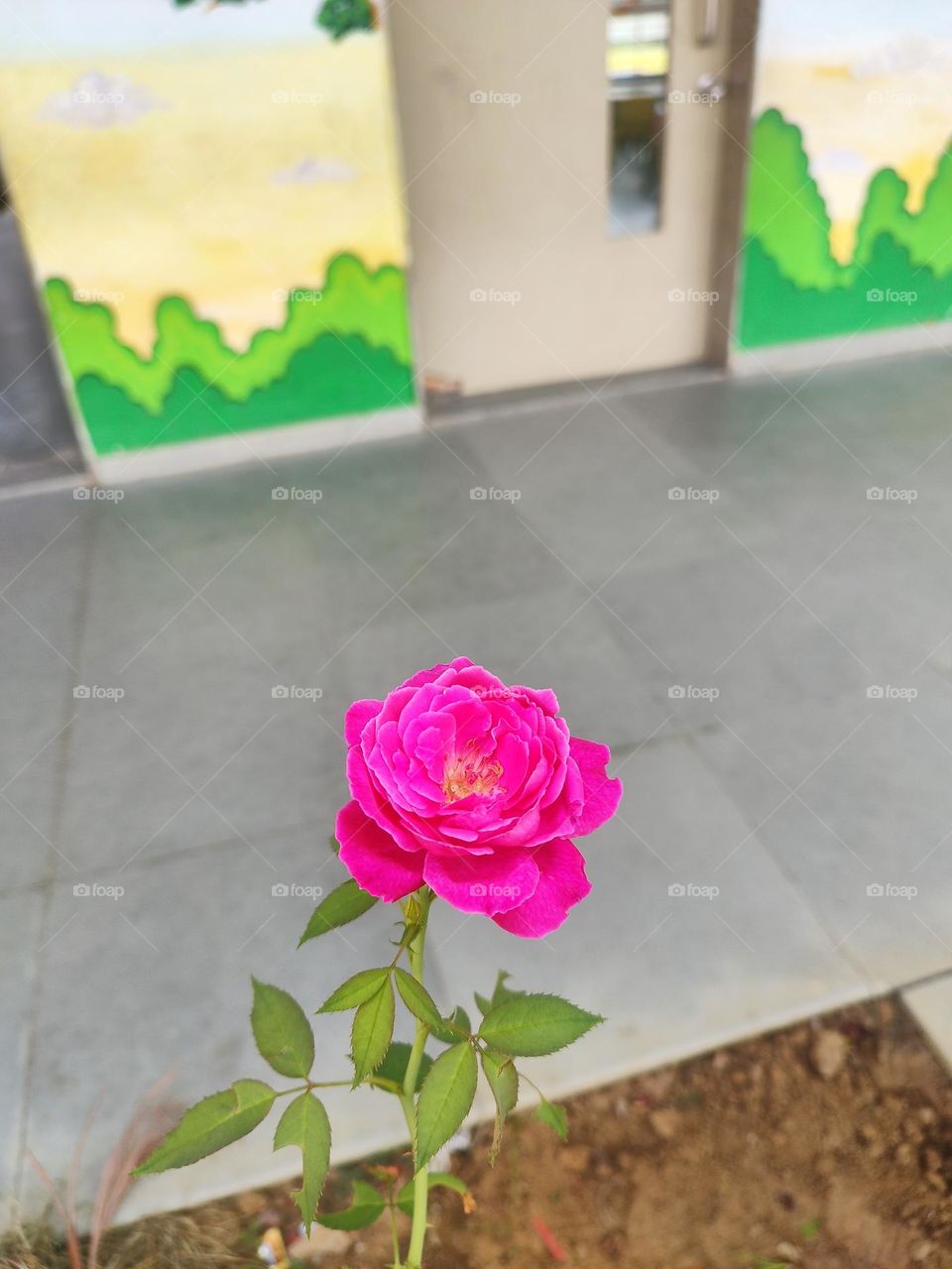 Pink Rose