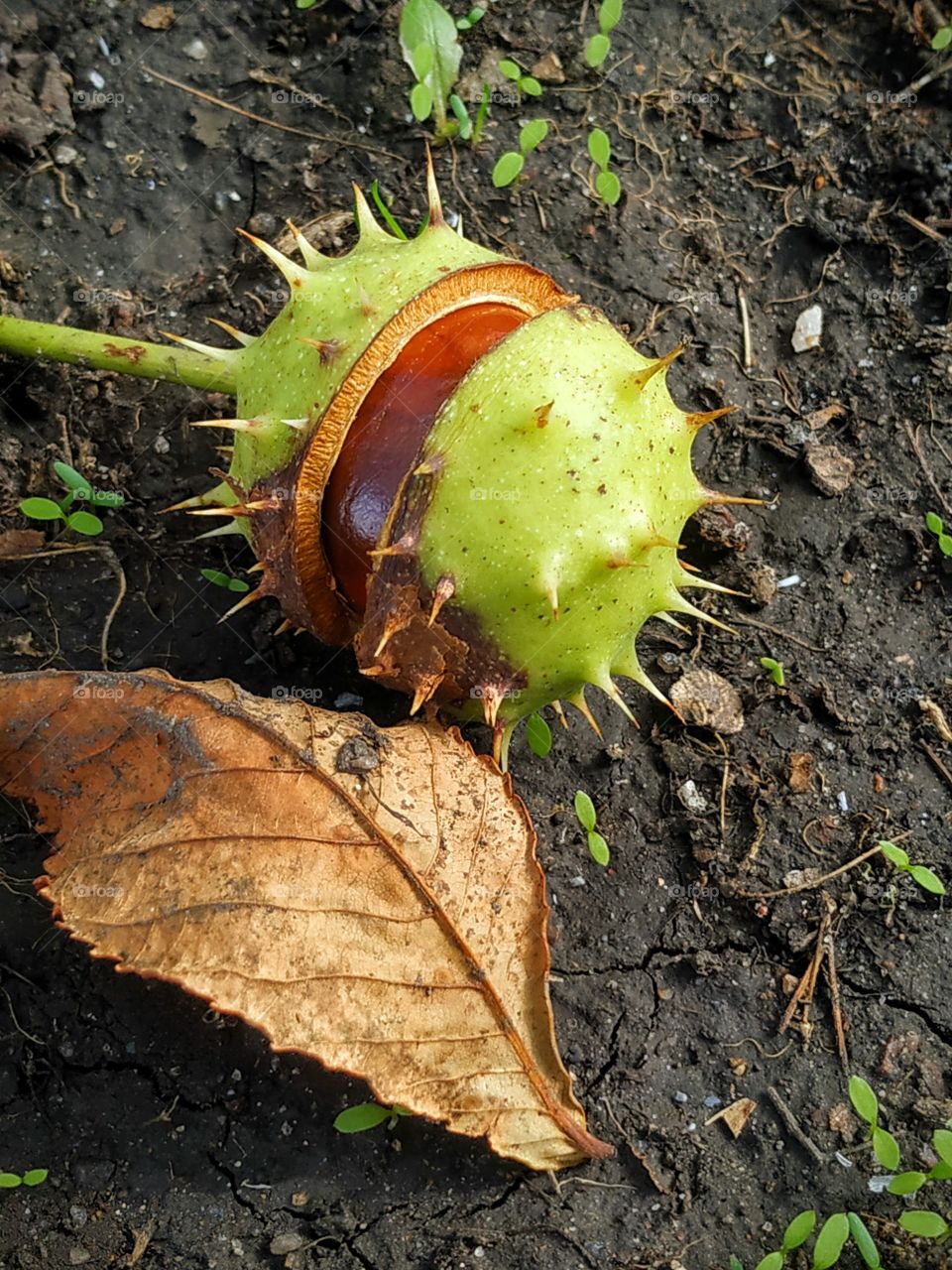 A wonderful chestnut with the leaf