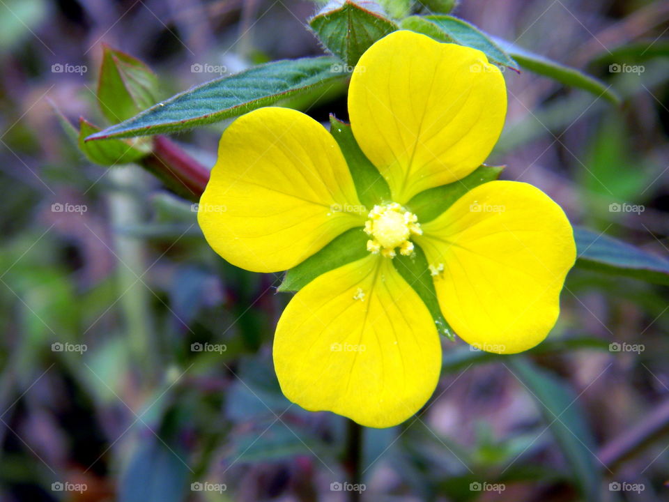 Yellow buttercup flower with leaf