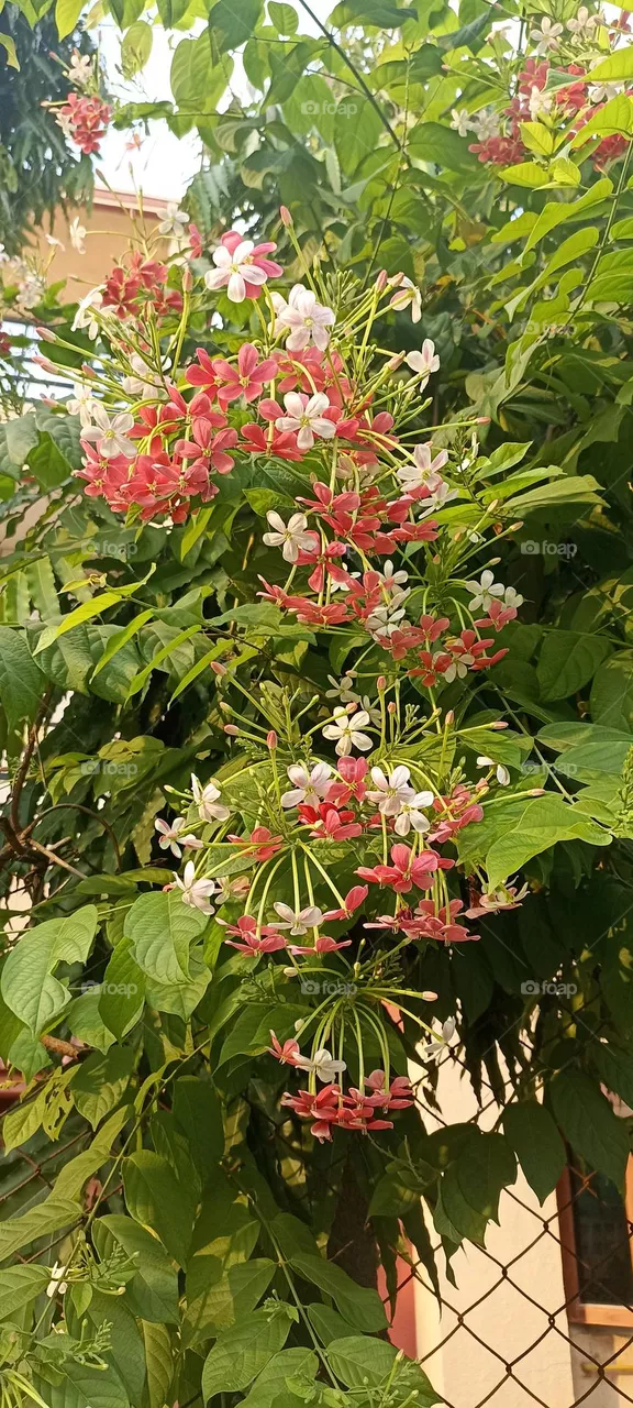 Madhumalti