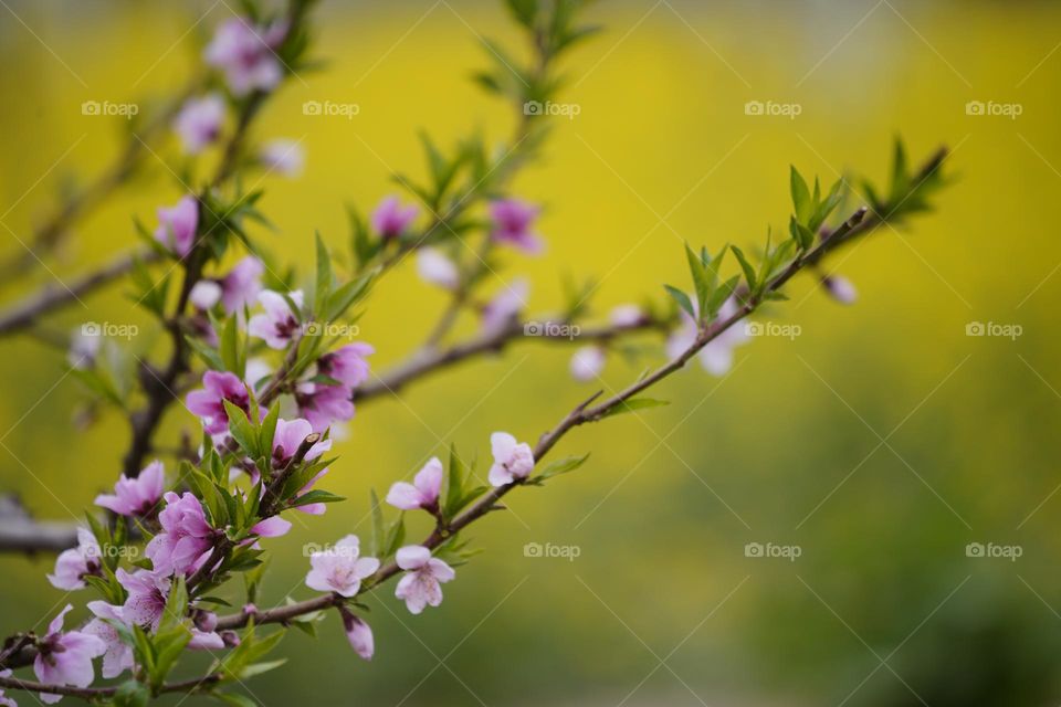 As a symbol of spring flowers 