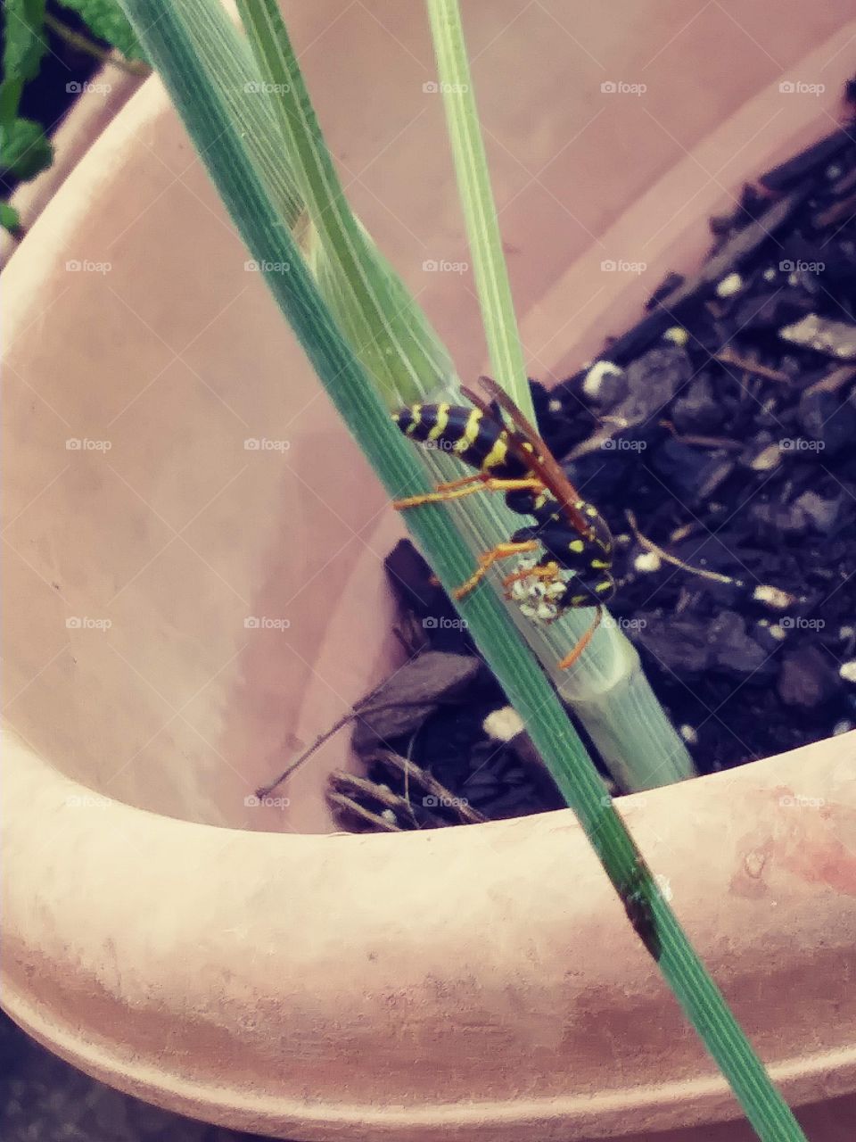 Wasp ingesting swallowtail caterpillar
