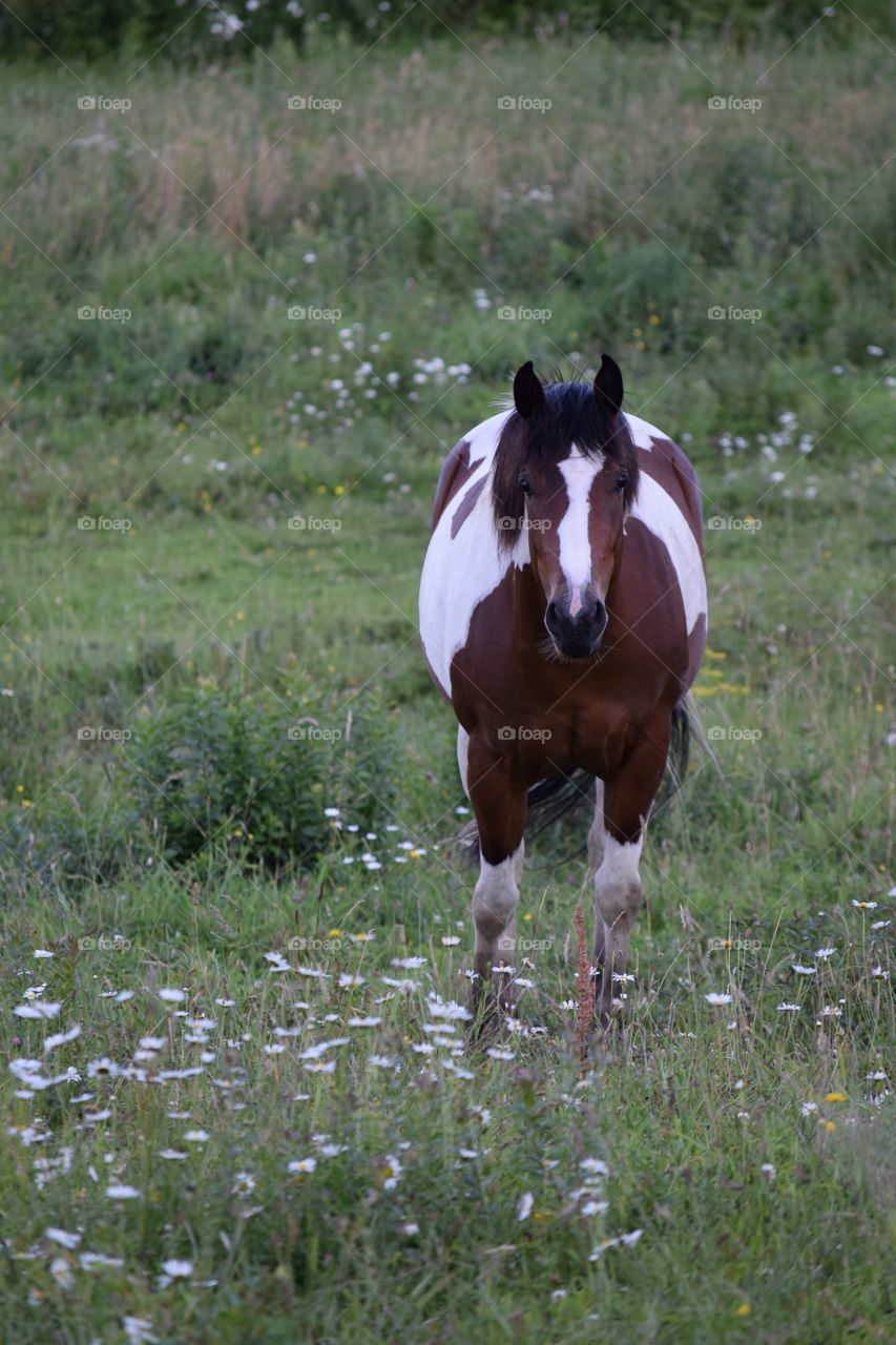 Horse in the meadow