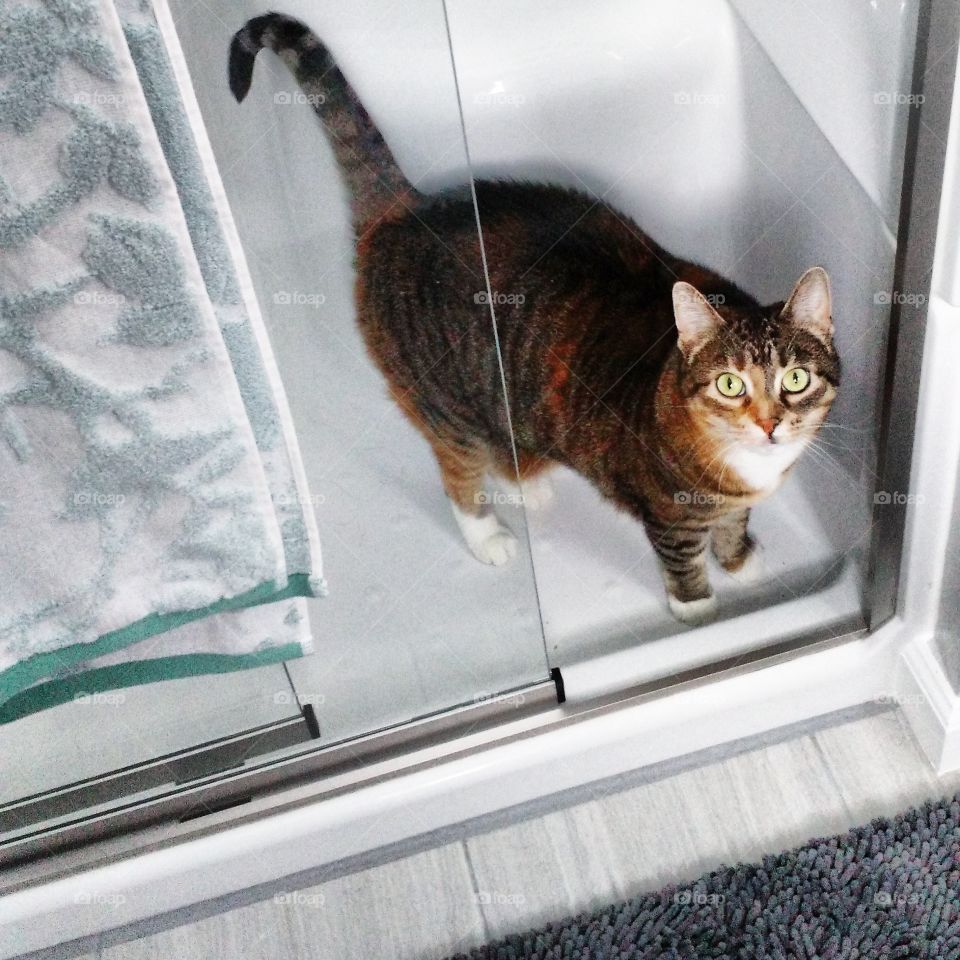 cat in shower. funny 