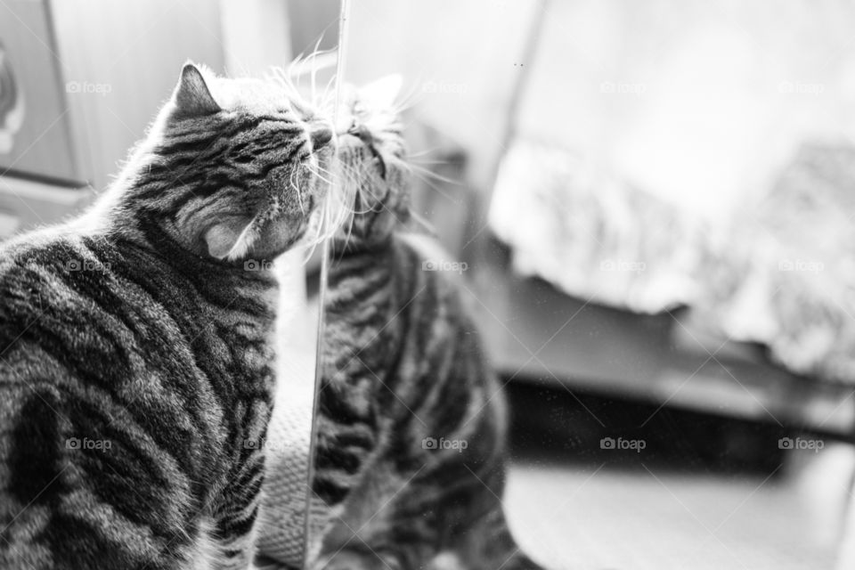 cat and mirror