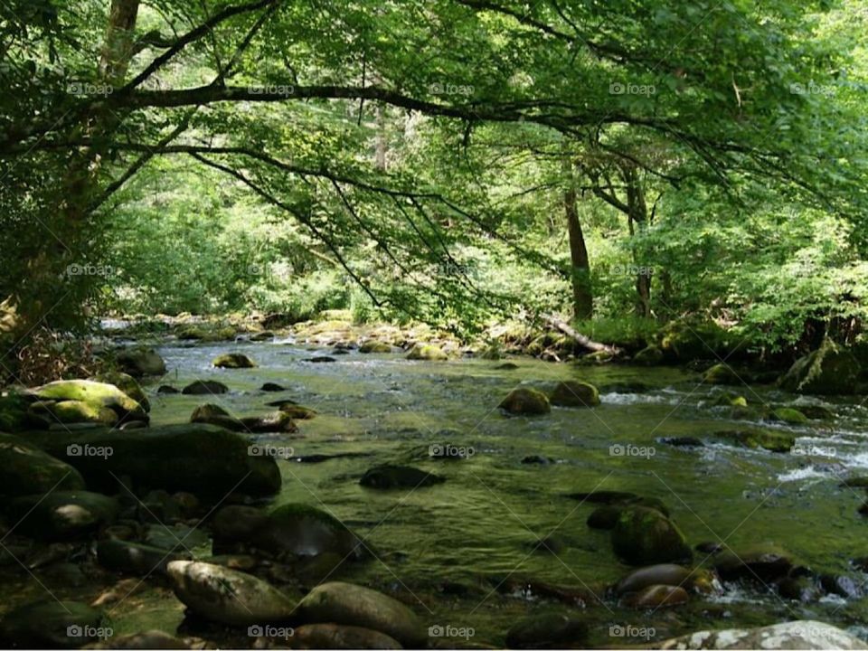 Creek view under the shade in the Smokey Mountains. Water trickles and runs slow here.