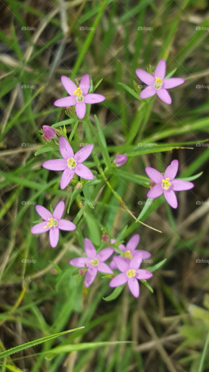 another picture of a cluster of tiny pink flowers in focus this time