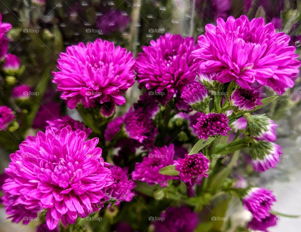 Bright chrysanthemum flowers🌸🌸🌸