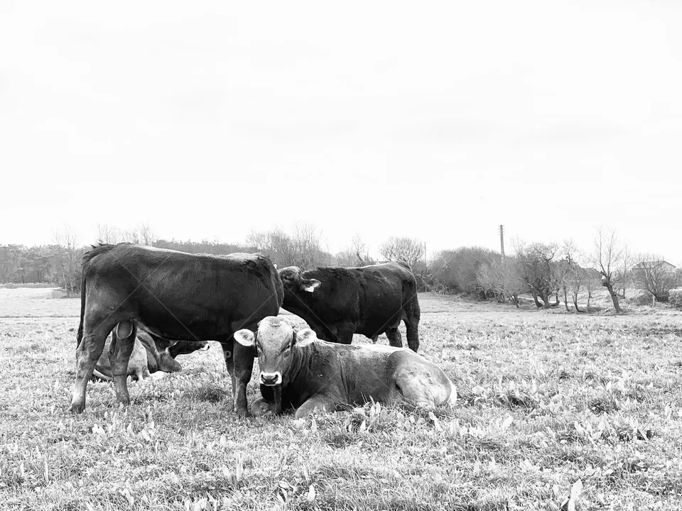 cows in the meadow