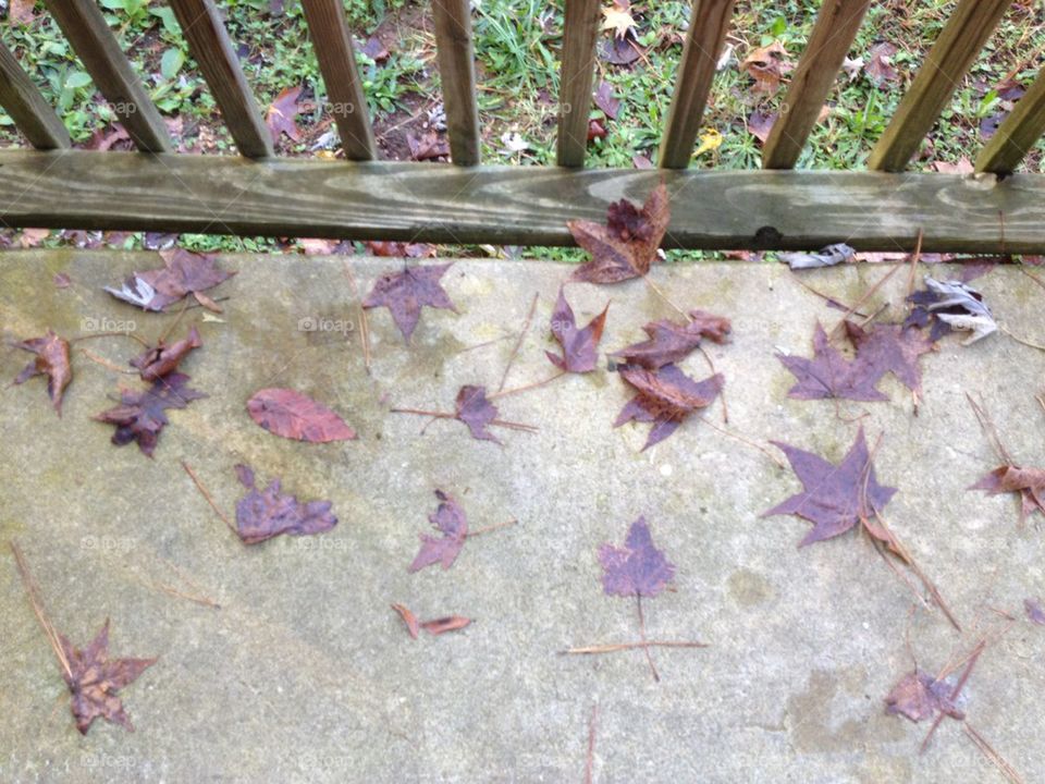 Rainy Fall Leaves