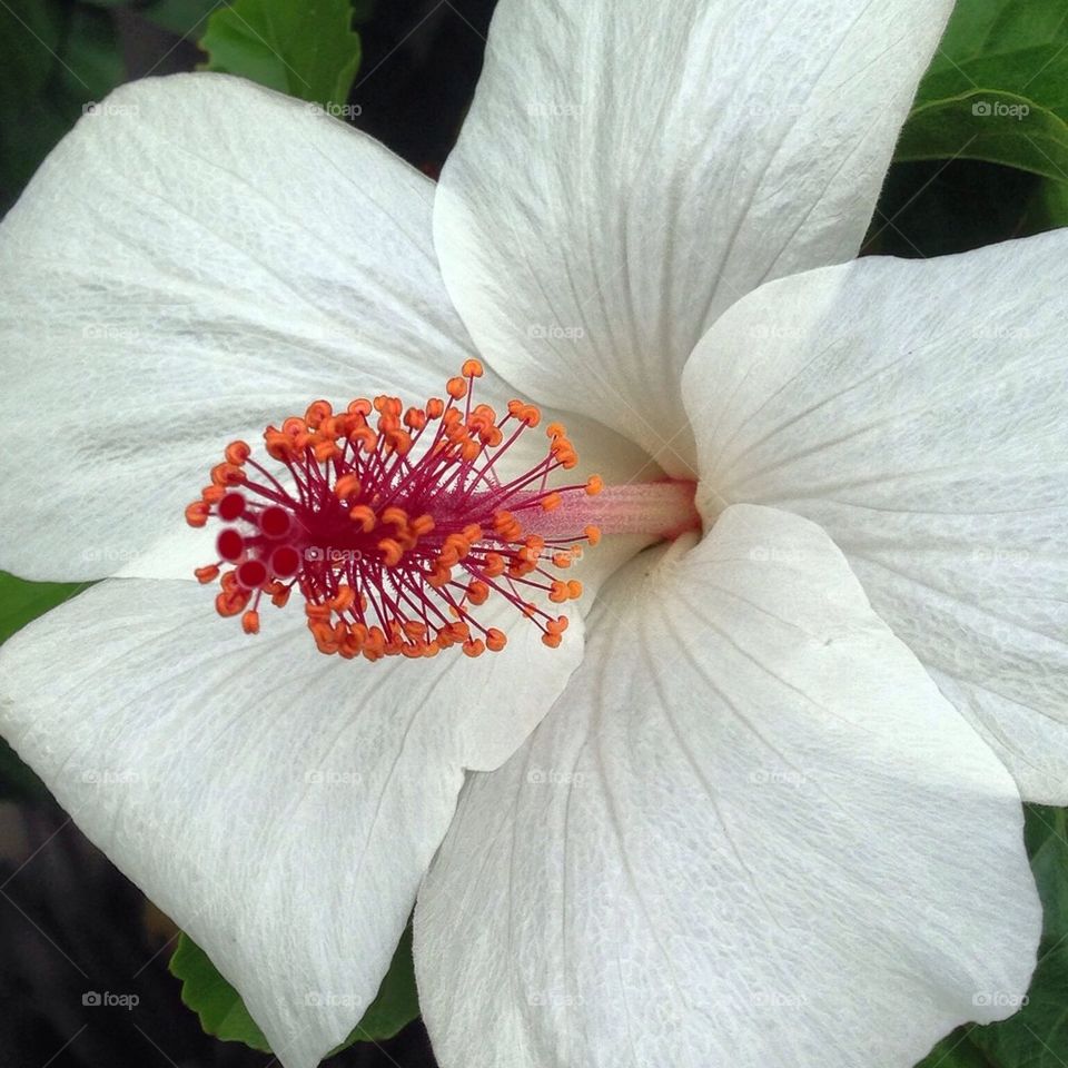 White Hibiscus 