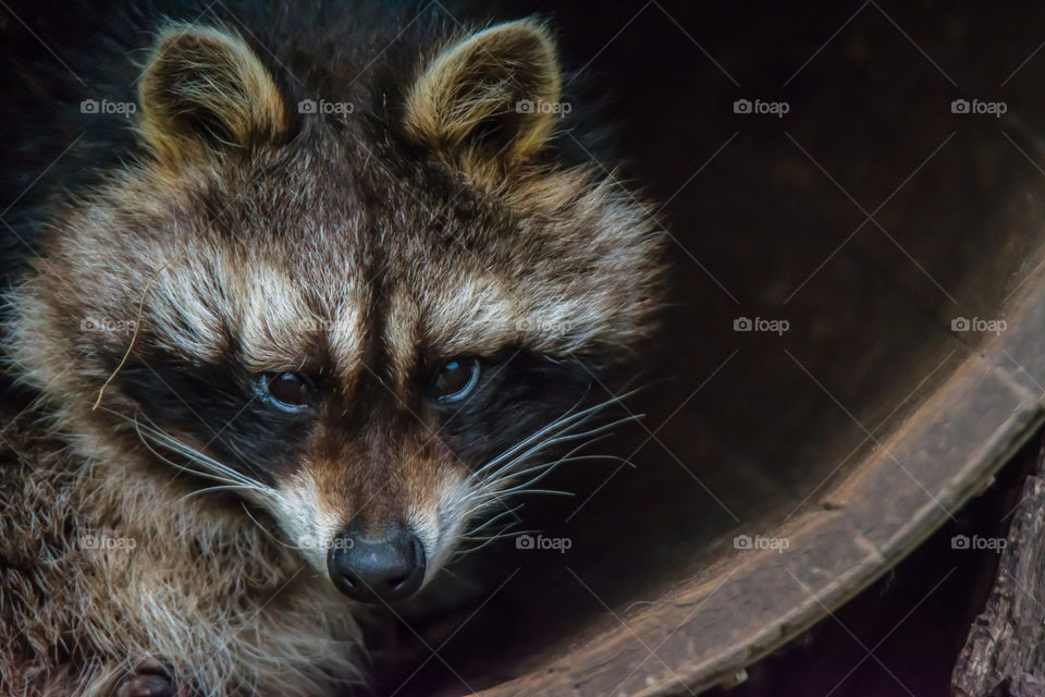 A raccoon sitting in a barrel. Looking straight into the camera.