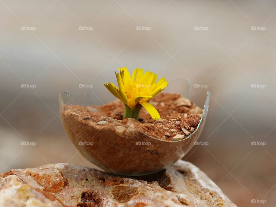 Macro flower glass 1