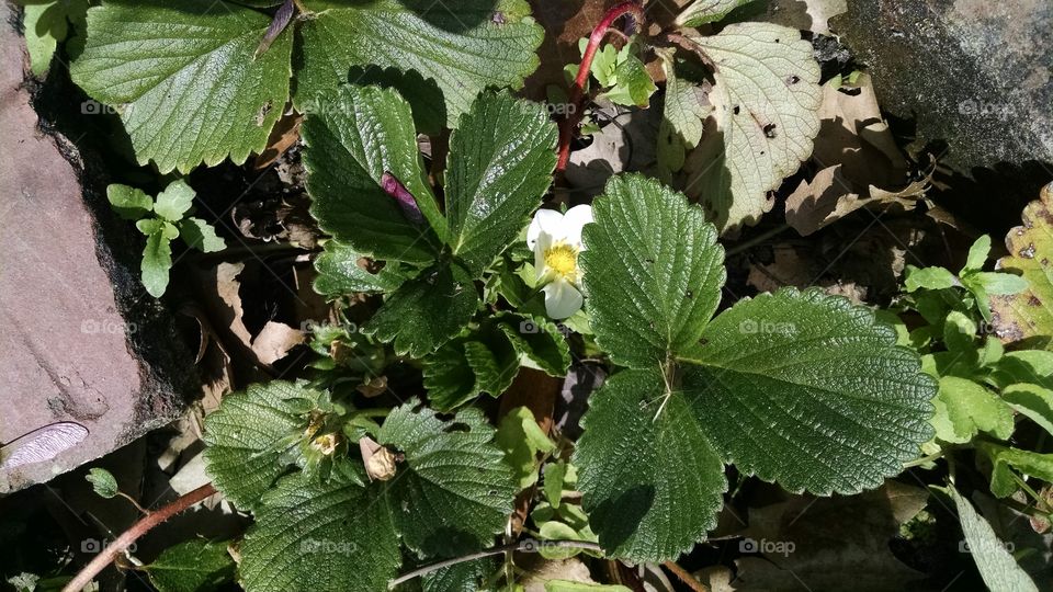 Strawberry Plant