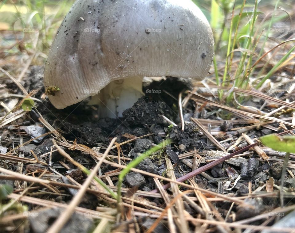 Macro low angle view of wild mushroom 