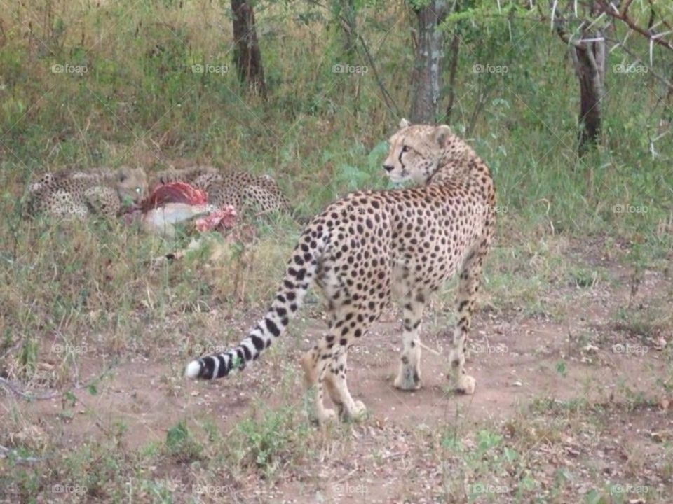 Cheetah dinner . Safari at Kruger in South Africa 