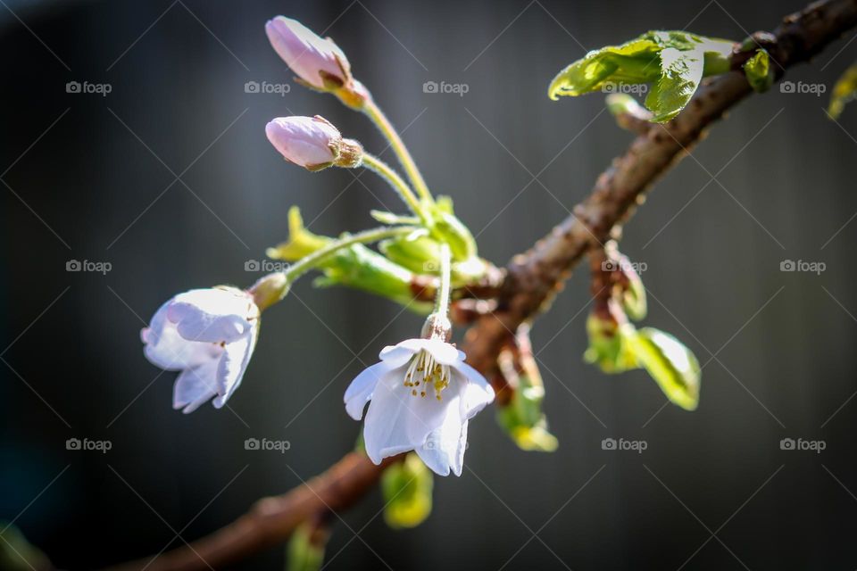 Spring blossom
