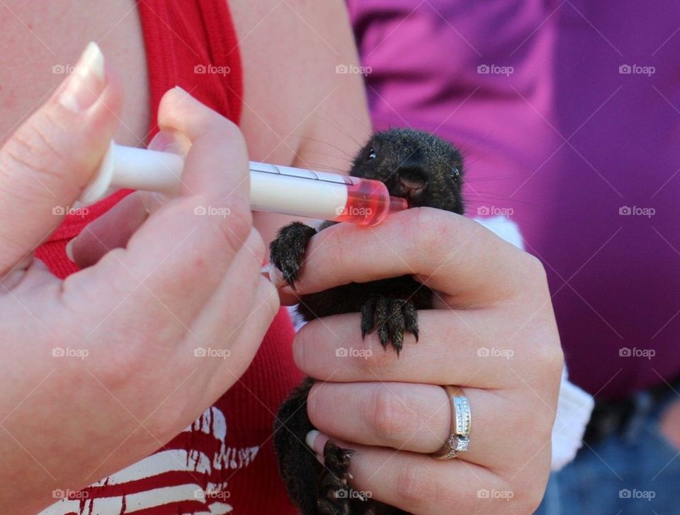 Baby squirrel 