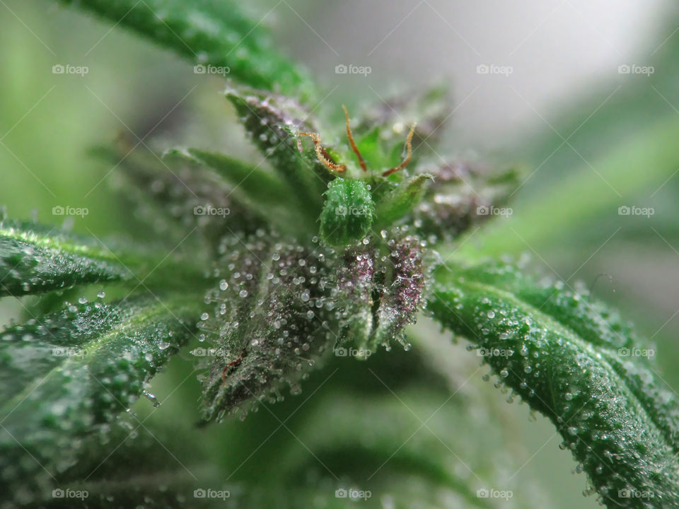 Hyper-Macro of cannabis trichomes in young female Marijuana plant.