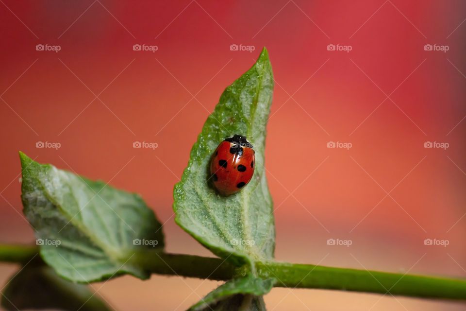 red ladybug on a green leaf