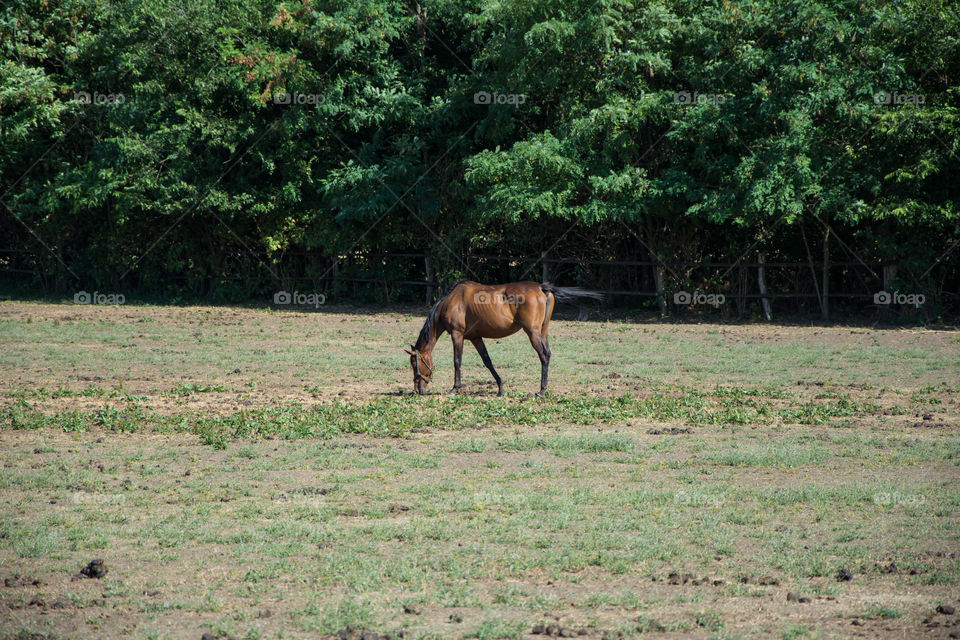 Horse on a farm.Sun and nature